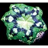 Podophyllum Kaleidoscope