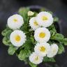 Bellis Bellissima White