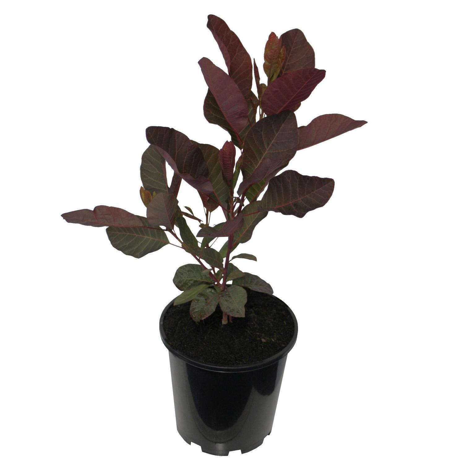 Cotinus Grace