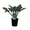 Hosta Flemish Sky
