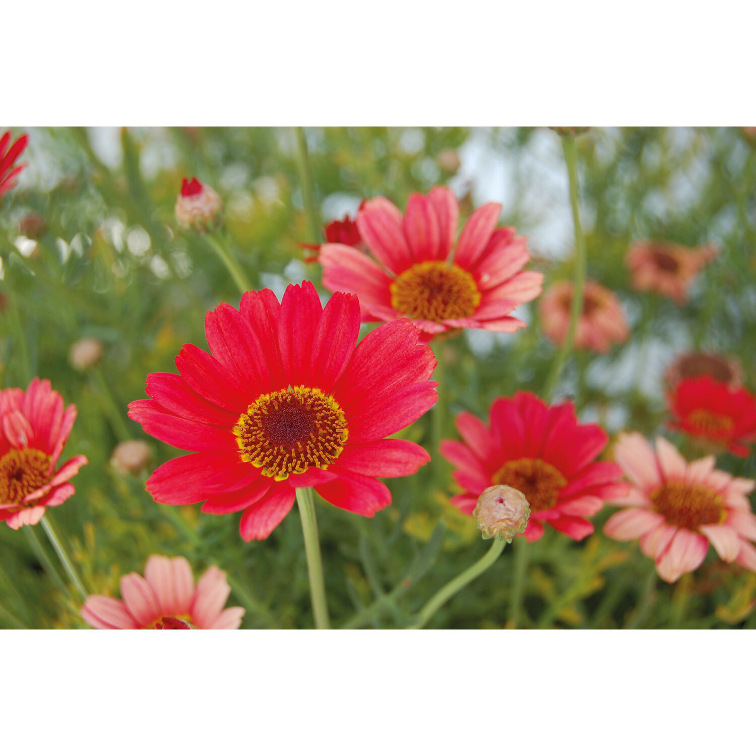 Grandessa Argyranthemum Orange Red