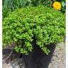 Sedum Green Blob