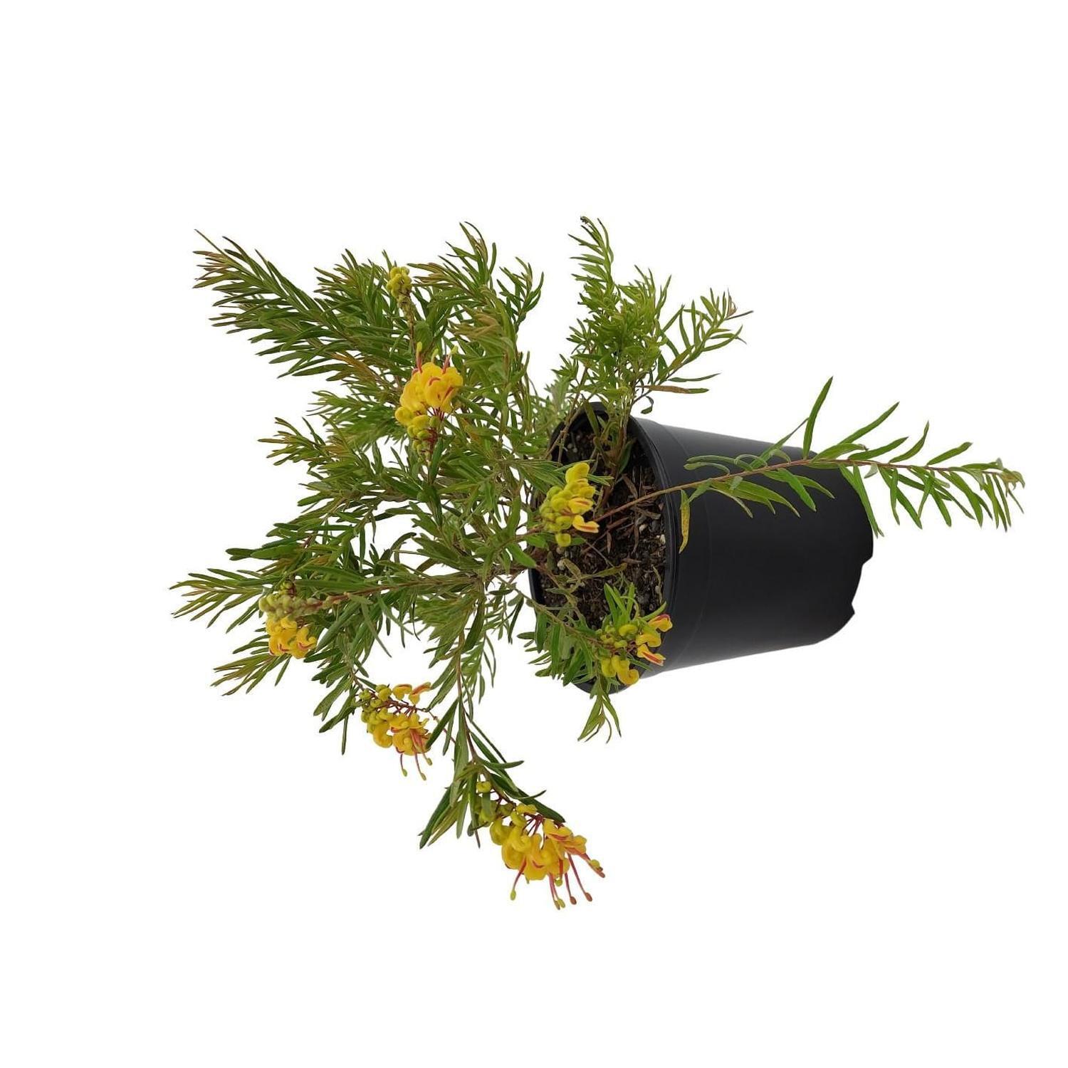 Grevillea Gold Rush