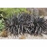 Phormium Dark Delight