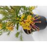 Grevillea Gold Rush