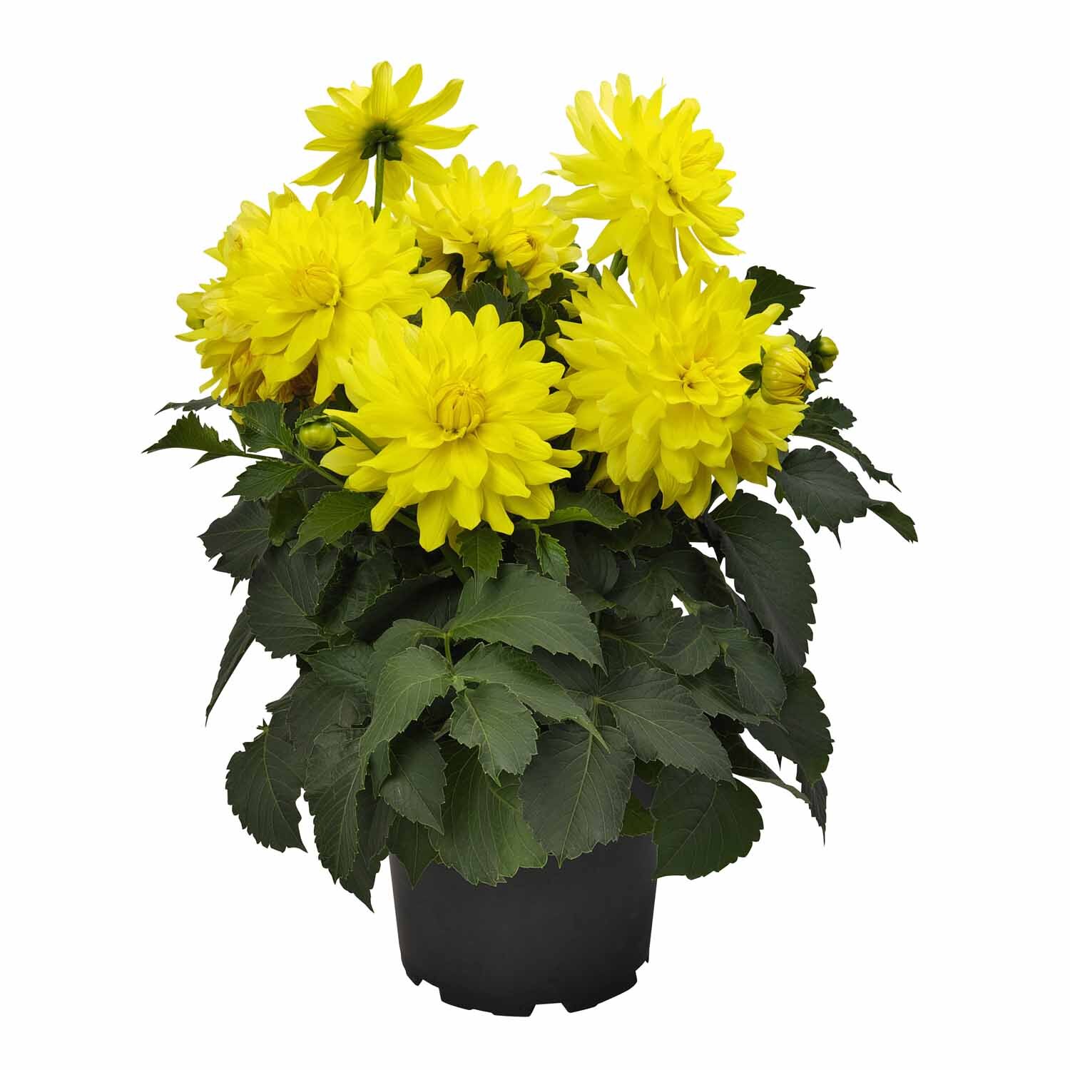 Dahlia XXL