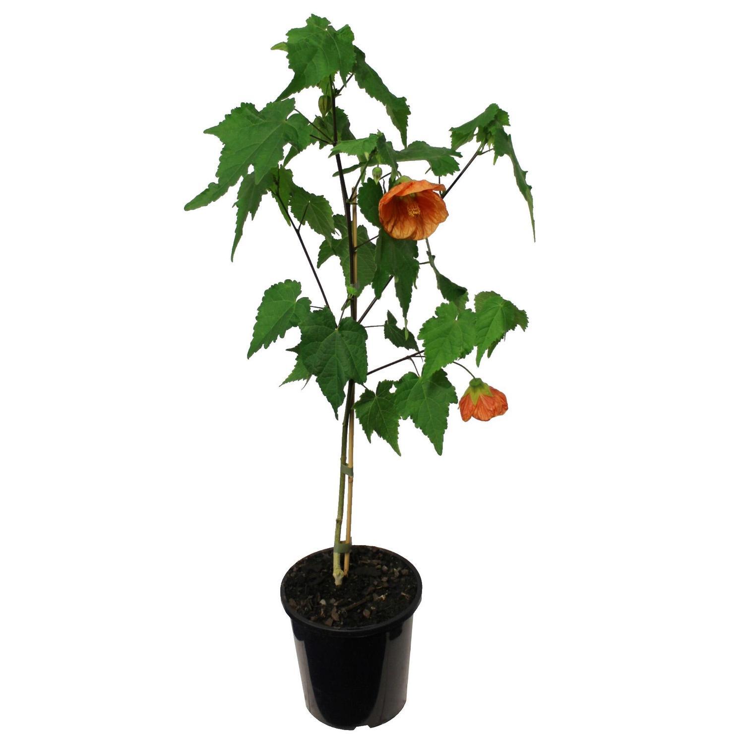 Abutilon Peach 2.5 litre