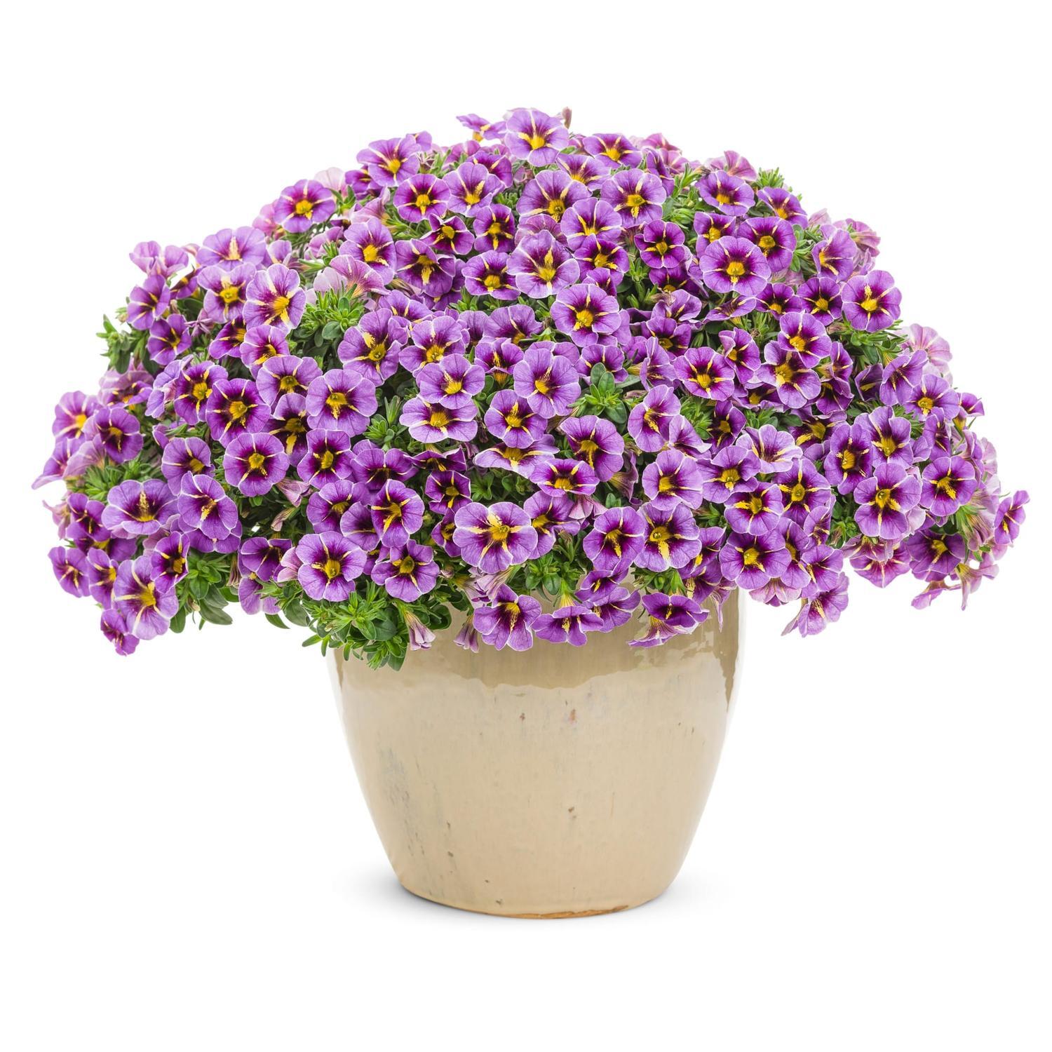Calibrachoa Evening Star