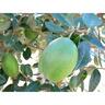Feijoa Anatoki