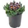 Primrose Sirococco