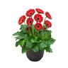 Gerbera Garvinea Sweet Love