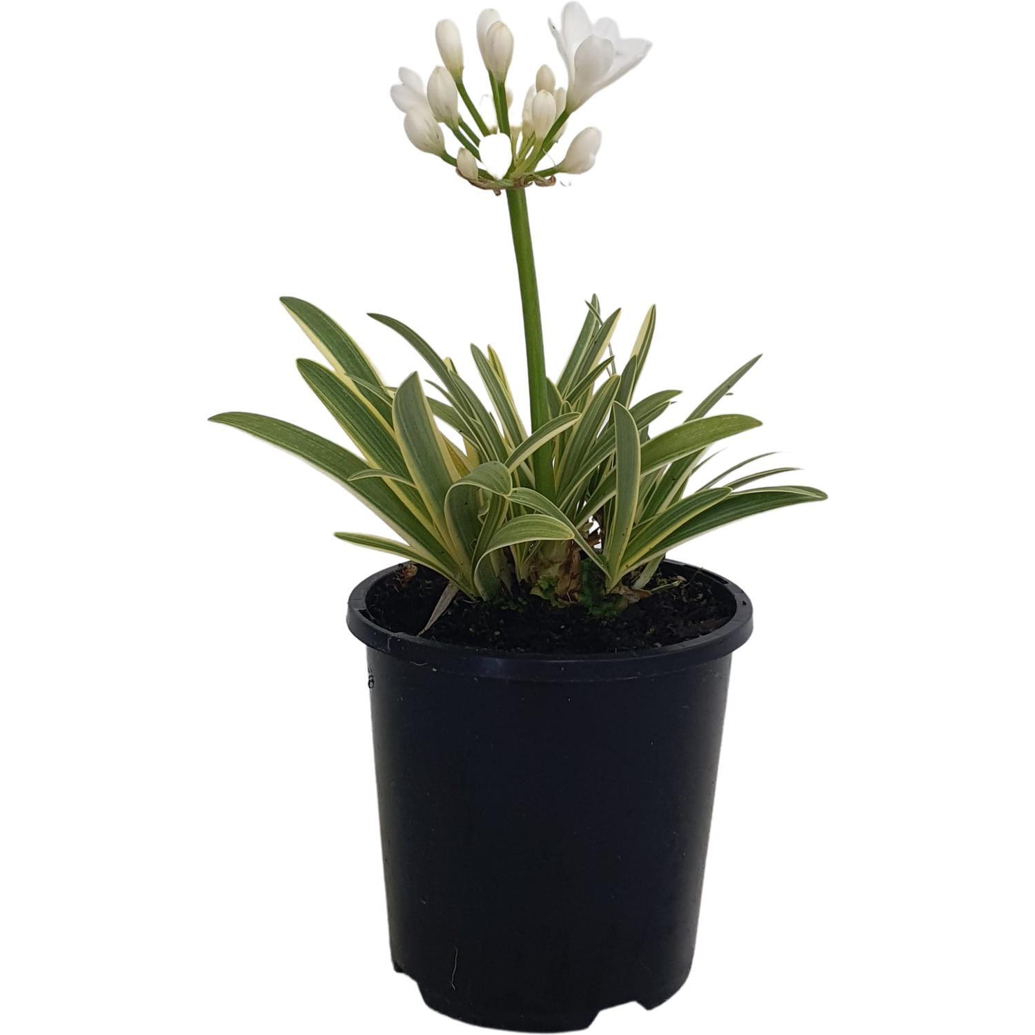 Agapanthus Agapetite Sparkle