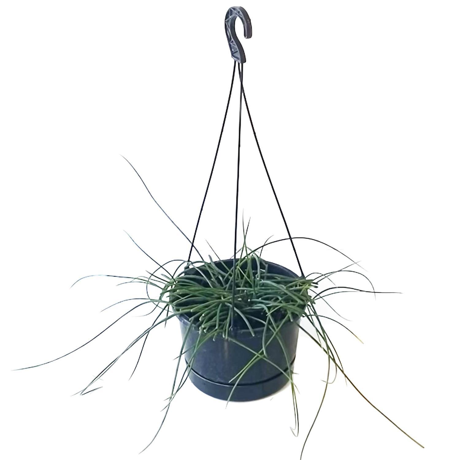 Rhipsalis Baccifera 17.5cm