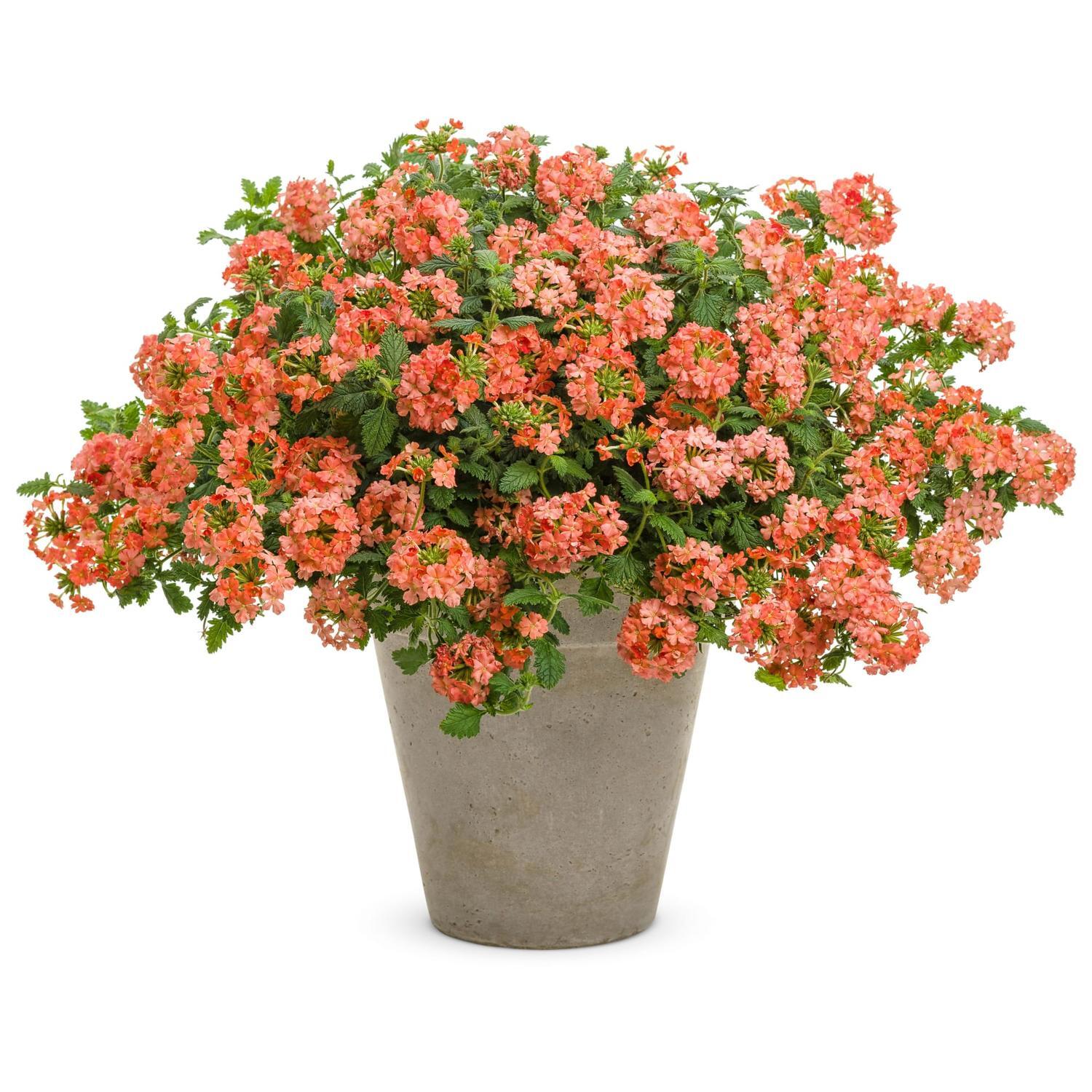 Verbena Peachy Keen
