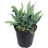 Phlebodium Blue Star