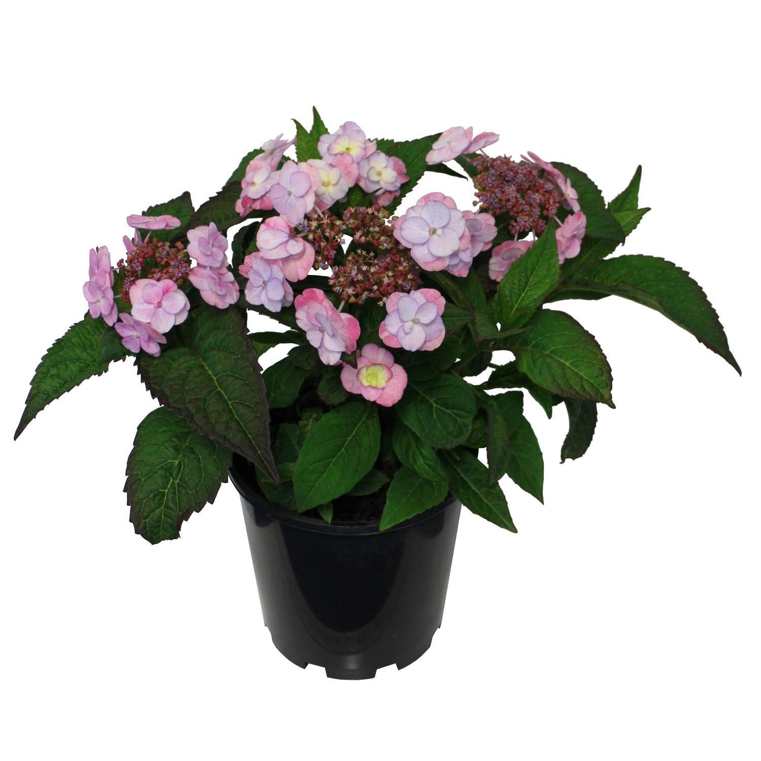 Hydrangea Summer Glow