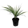 Rhopalostylis Sapida 2.5L