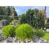Lomandra Little Tuffy