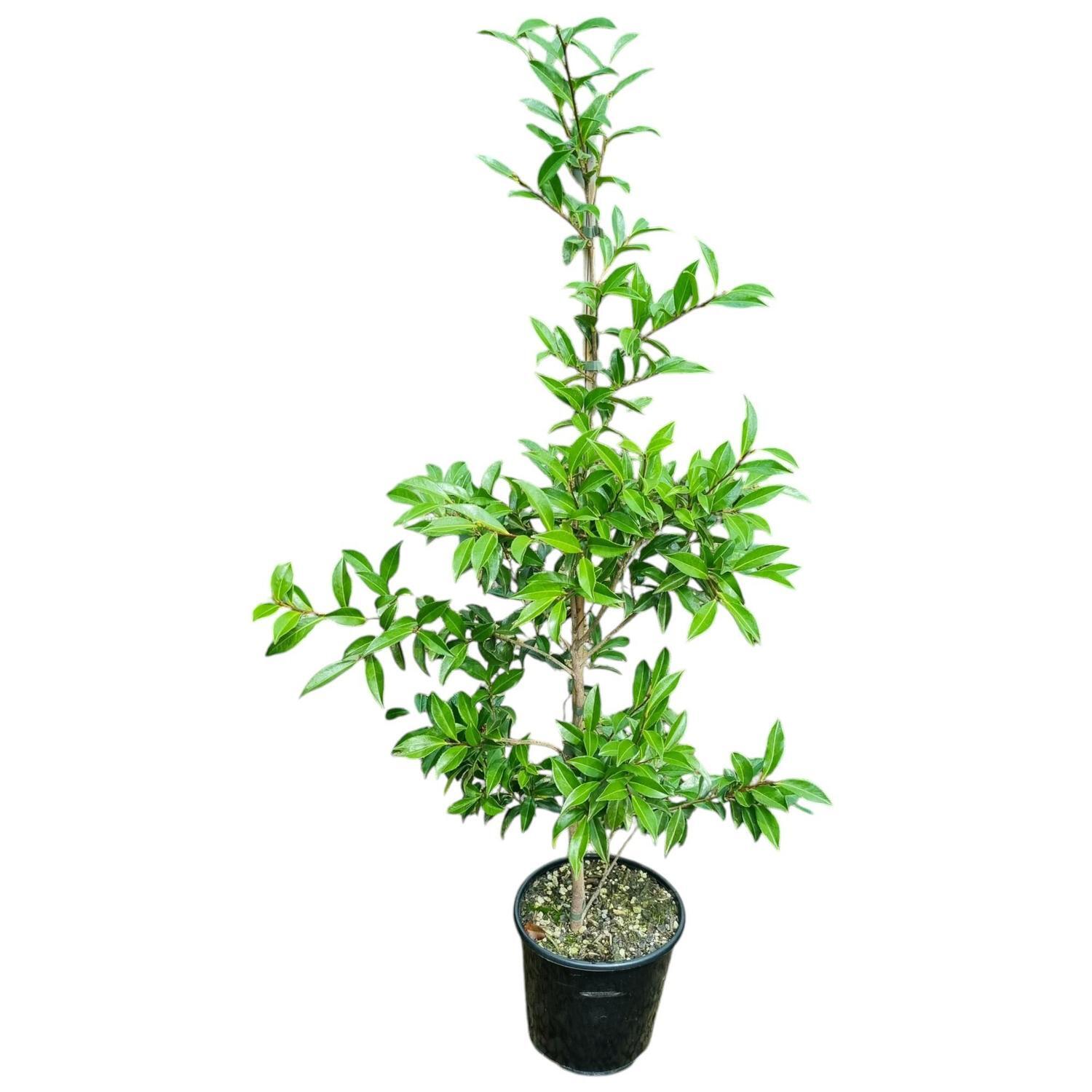 Camellia Assorted  6L