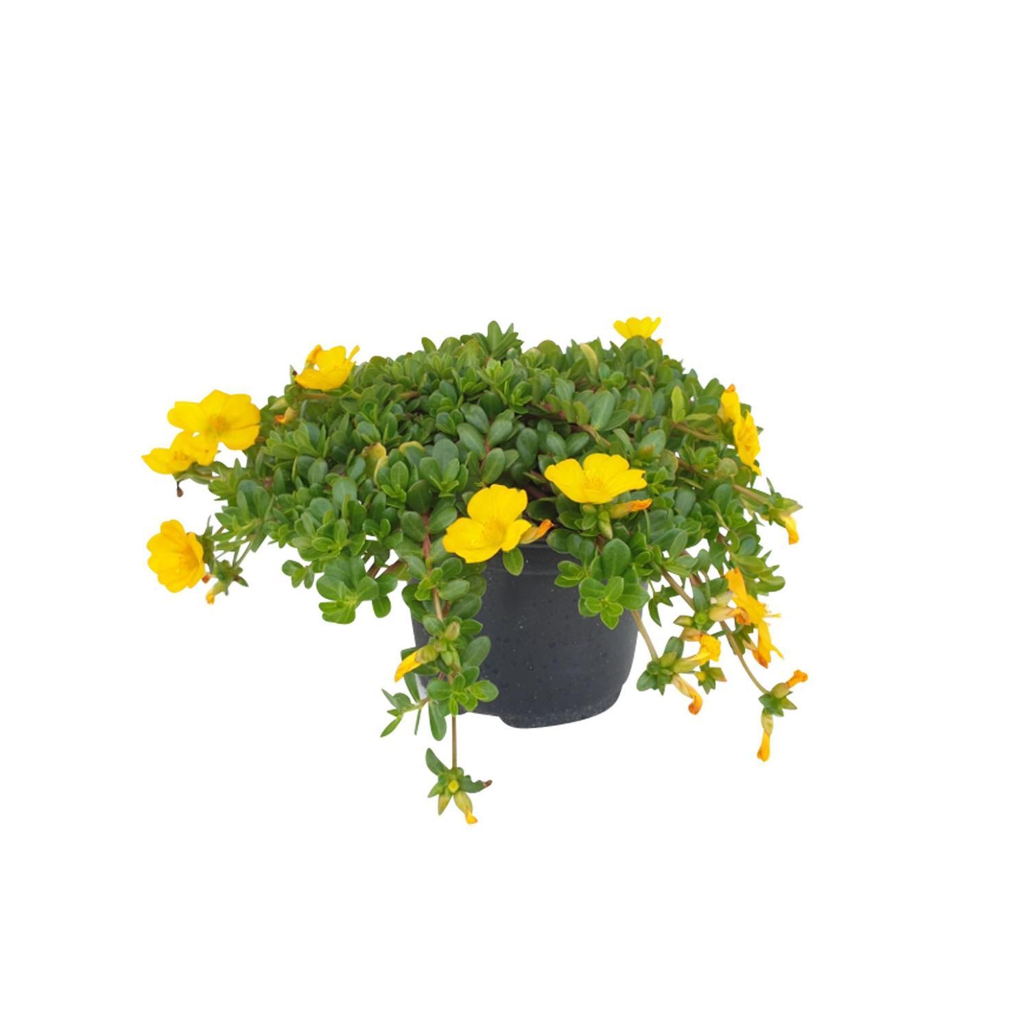 Portulaca Pizzaz Jumbo Yellow