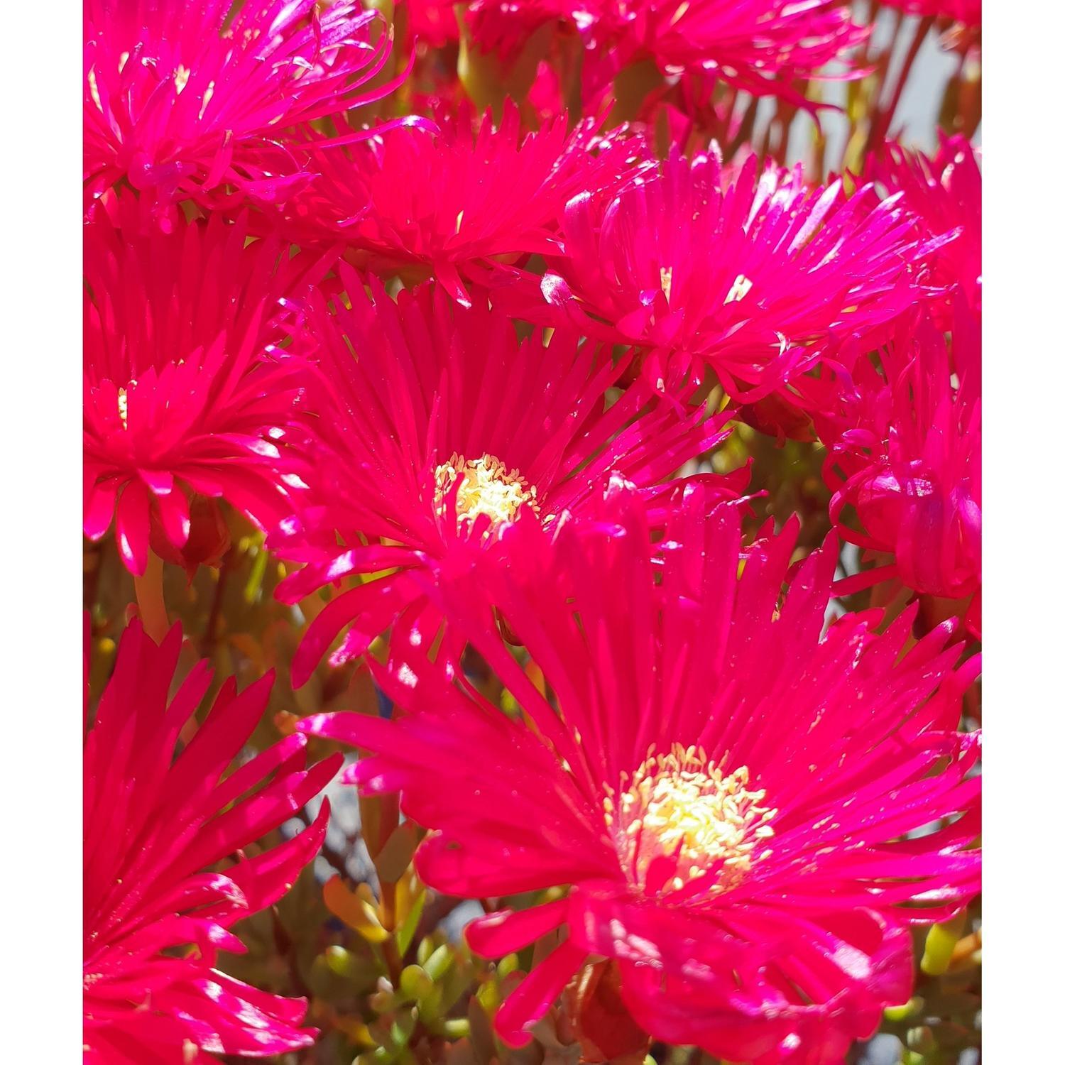 Mesembryanthemum Red Star