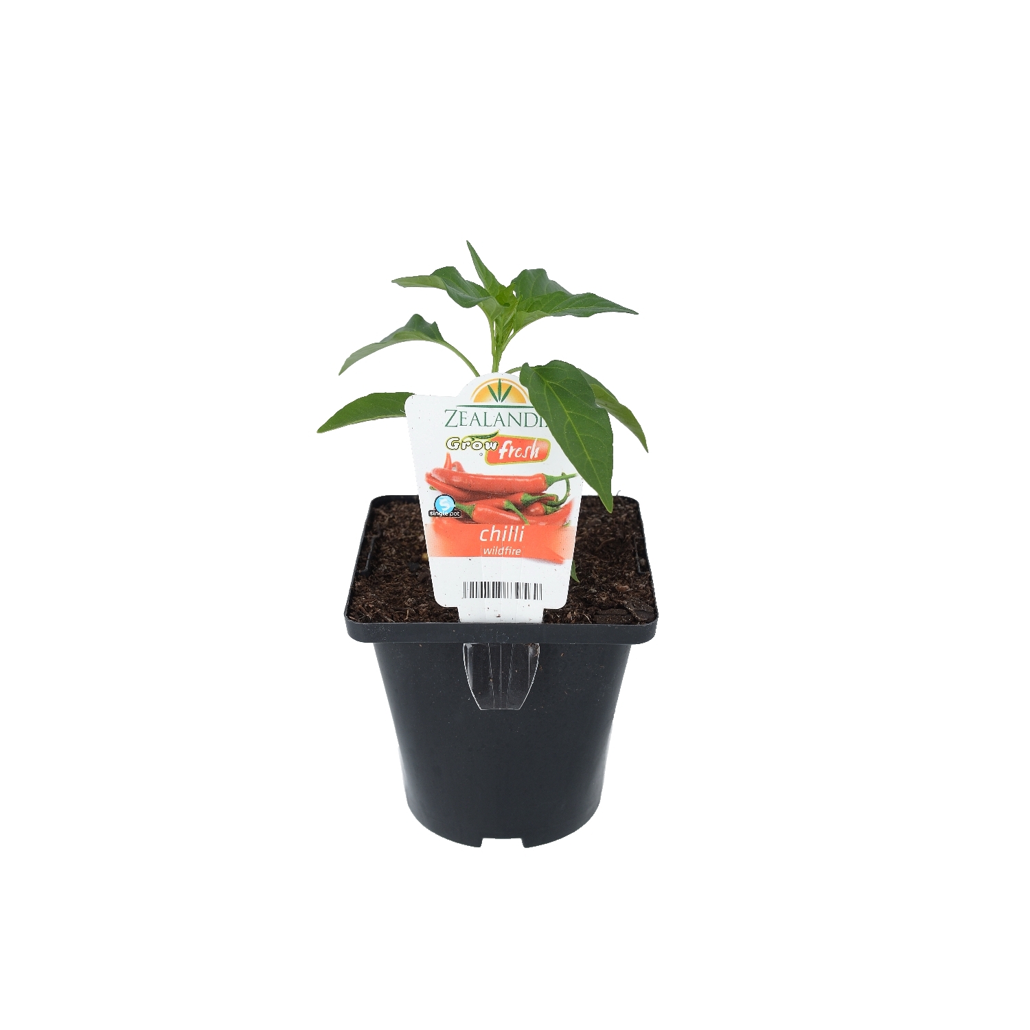 Chilli Wildfire