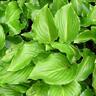 Hosta Invincible