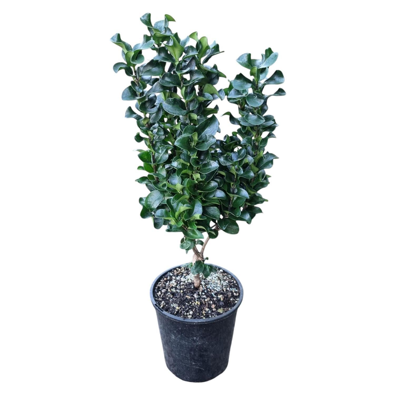 Ligustrum Rotundifolia 1.3L
