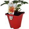 Strawberry 'Ventana' 10cm Red