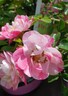 Rose Pink Splash
