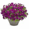 Verbena Royale Plum Wine
