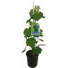 Grape Albany Surprise 3 litre