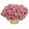 Verbena Royale Cherry Burst