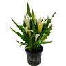 Zantedeschia 17cm