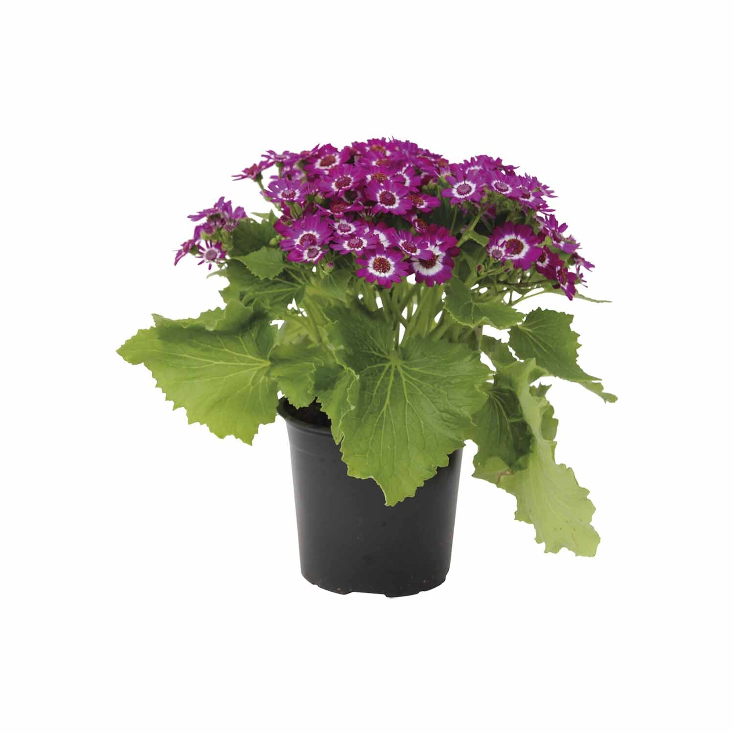 Cineraria