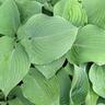Hosta Blue Angel