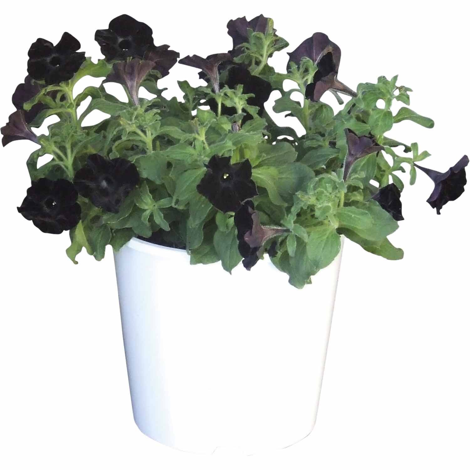Petunia Black Velvet Tub