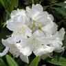 Rhododendron Pawhuska