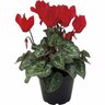 Micro Cyclamen
