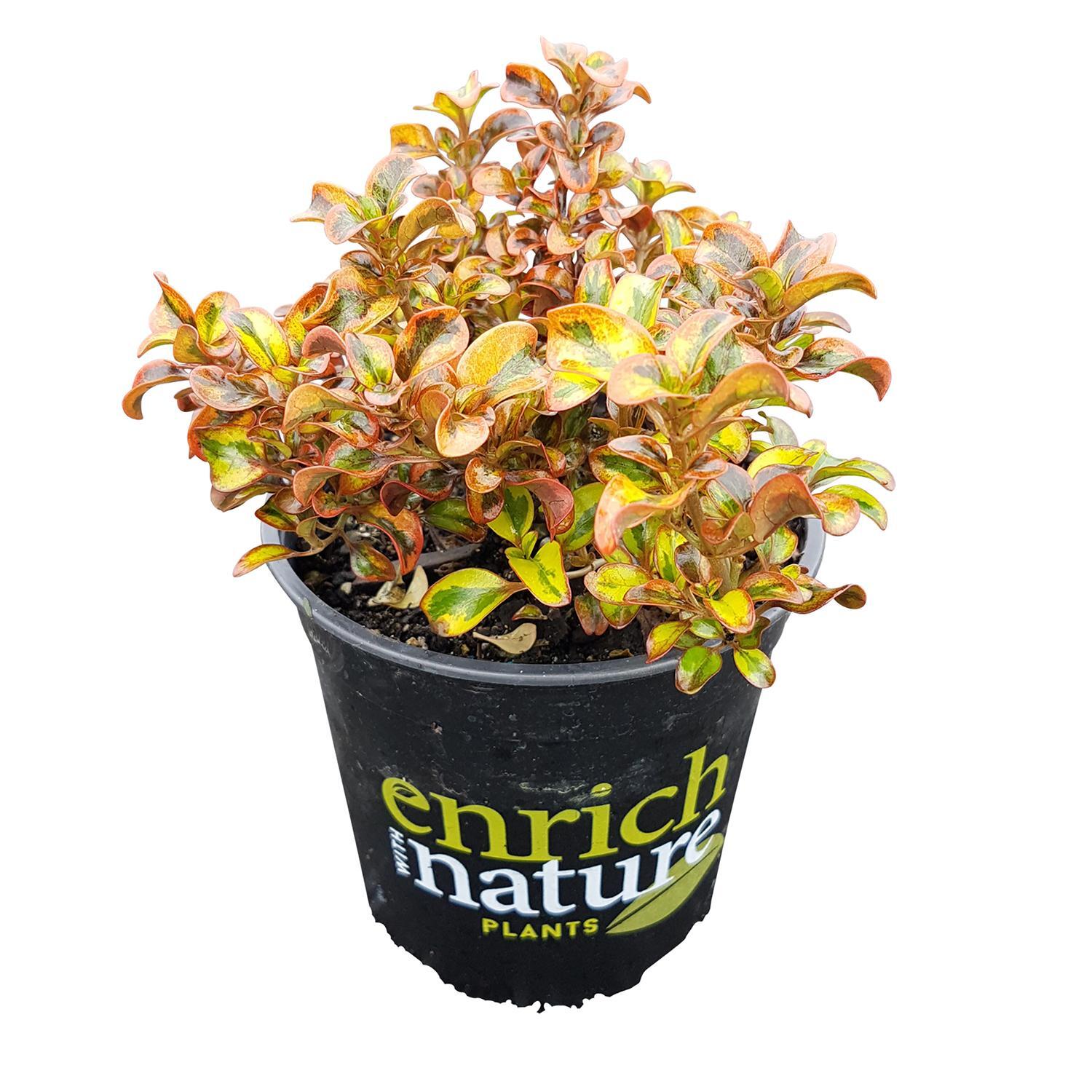 Coprosma Tequila Sunrise
