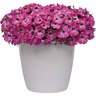 Petunia Baby Doll