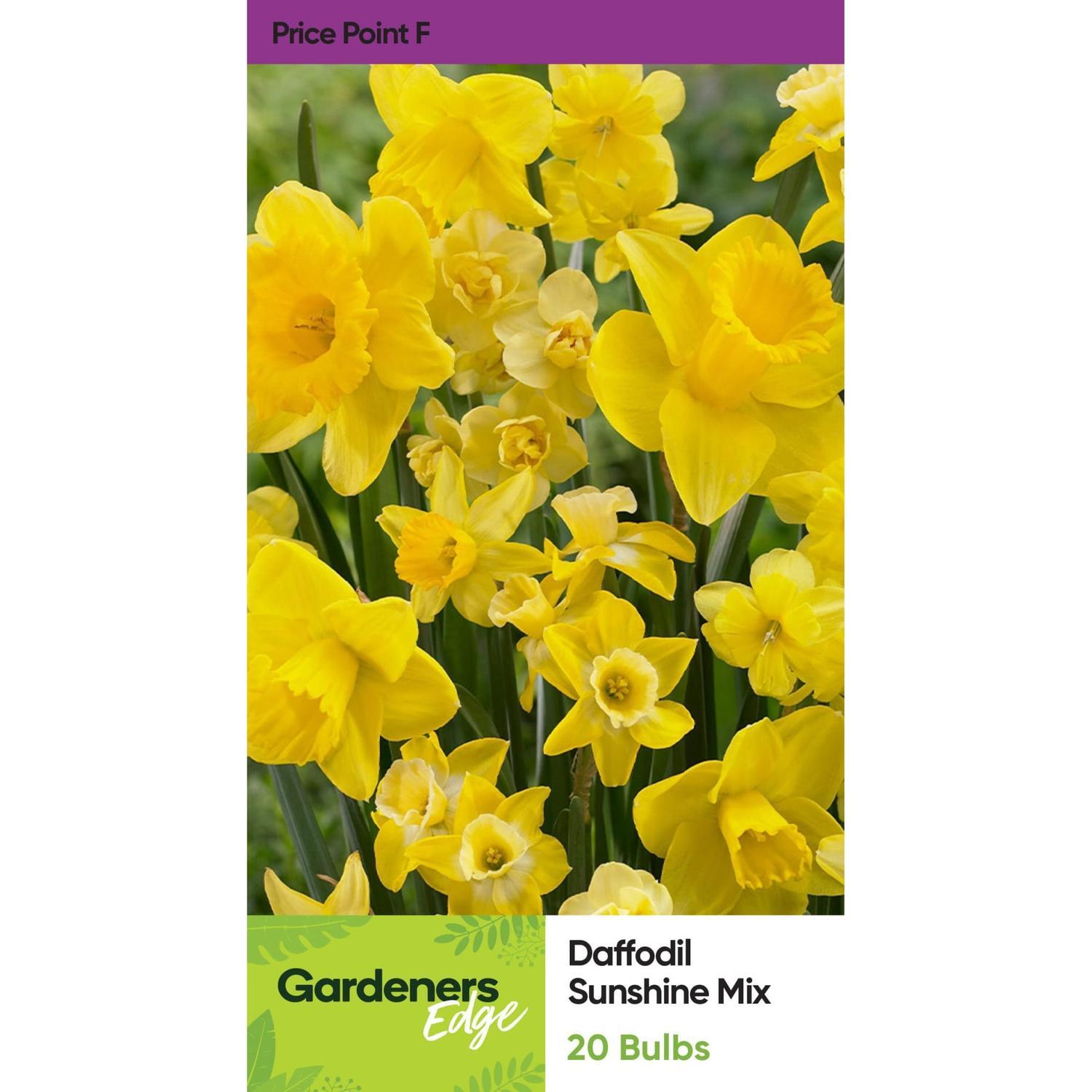 Daffodil Sunshine Mix 20 Pack