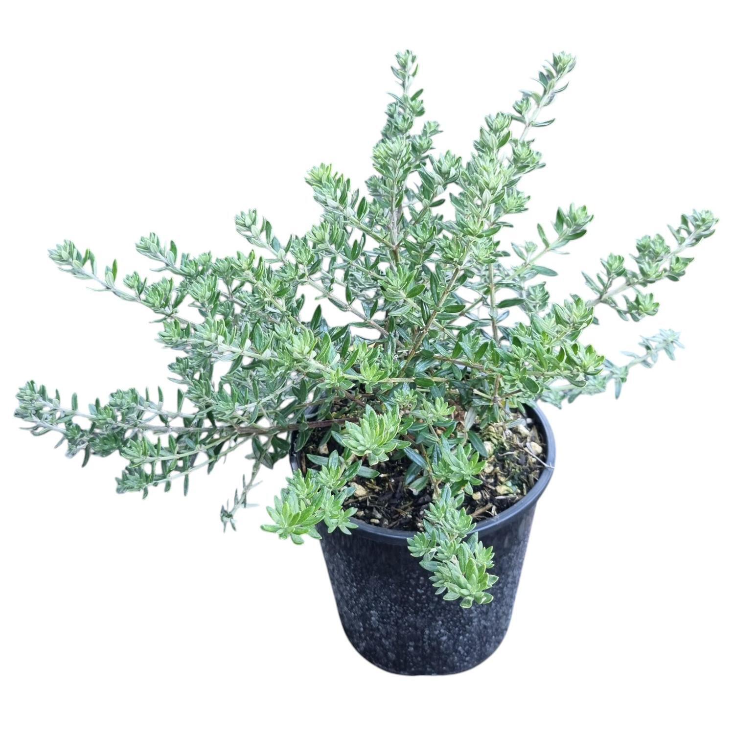 Westringia Zena 2L