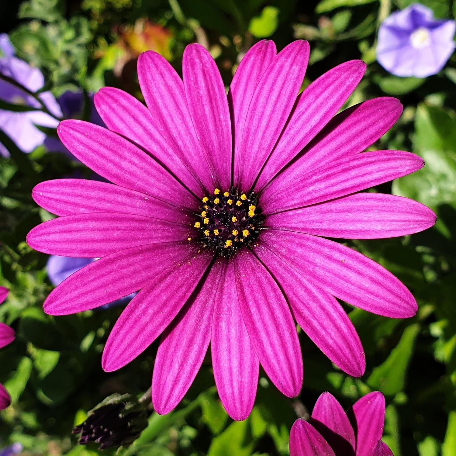Osteospermum Burgundy Star