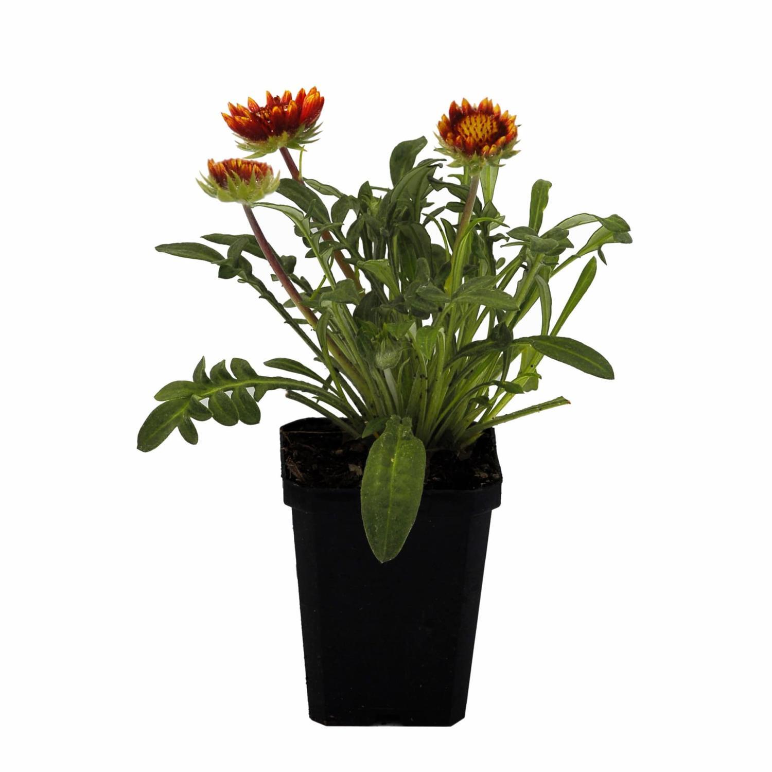 Gallardia Arizonia Sun
