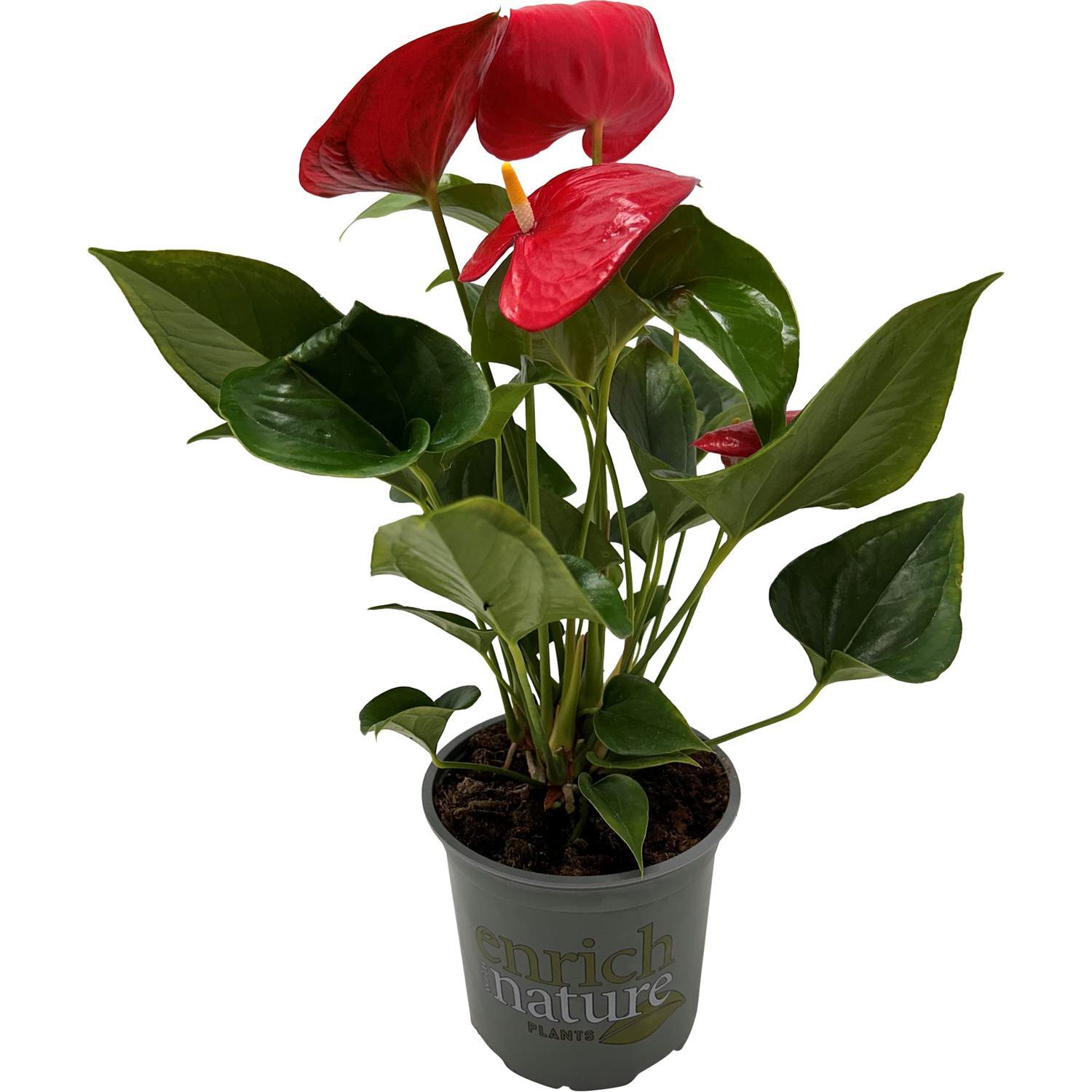Anthurium Andreanum 'Cuore' 15cm
