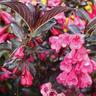 Weigela Wine & Roses