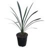 Clivia Miniata 3.3L
