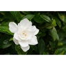 Gardenia Veitchii