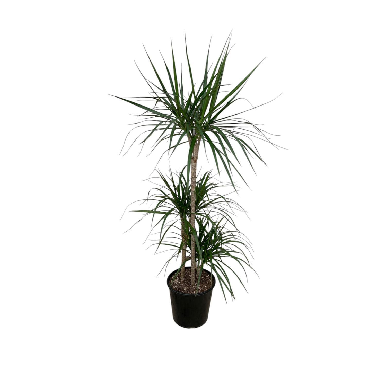 Dracaena Marginata Green Triple 6 Litre